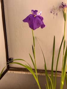 花菖蒲 1 晴れている時にもう一度写したもの。