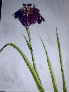 水彩画。 写真:花菖蒲 1を見て描いたもの。