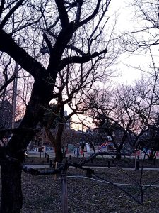梅林公園 夕焼け撮影 失敗