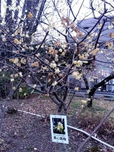 梅林公園 蝋梅 1