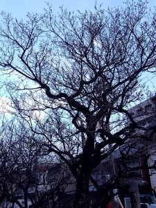 梅林公園 西口 逆光