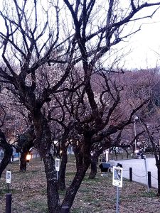 梅林公園 開花状況1