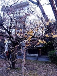 梅林公園 蝋梅 2