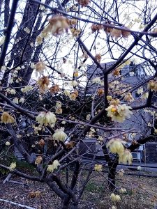 梅林公園 蝋梅 3