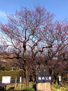 梅林公園 西口の梅2
