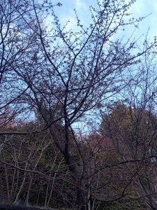 寒桜 まだ咲いてない1