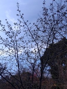 寒桜 まだ咲いてない2