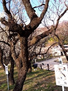 梅林公園 広場西 小梅