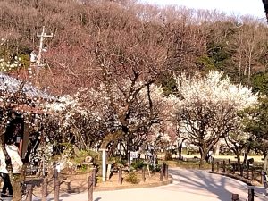 梅林公園 開花状況
