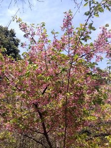 寒桜 5