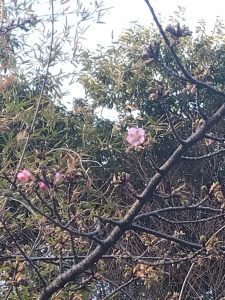 寒桜 これから咲くところ アップ