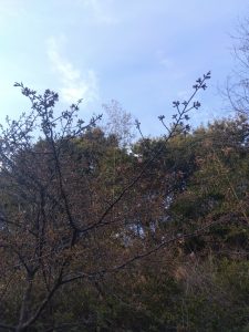 寒桜 これから咲くところ