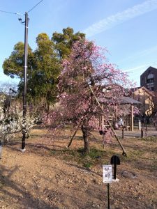 梅林公園 しだれ梅 都錦