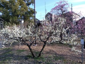 梅林公園 その横の白梅 青軸