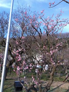 梅林公園 広場の北側の梅 烈公梅2