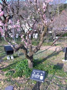 梅林公園 広場の北側の梅 烈公梅3