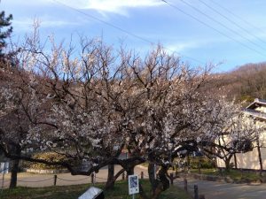 梅林公園 広場の周りの白梅 小梅