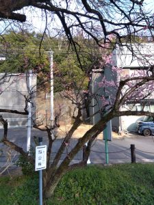 梅林公園 東口の梅 烈公梅2