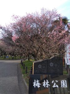 梅林公園 東口の梅 烈公梅1