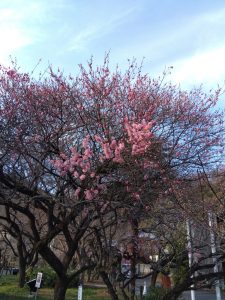 梅林公園 東口の梅 烈公梅3