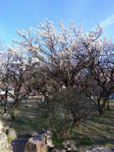 梅林公園 西口近くの白梅 小梅