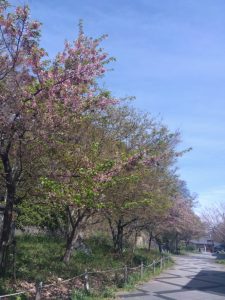 寒桜1