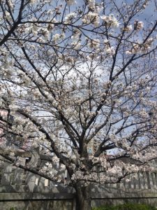 岐阜駅近く 神社の桜1
