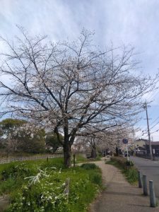 岐阜駅前 公園の桜 1