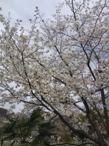 岐阜駅前 公園の桜 3