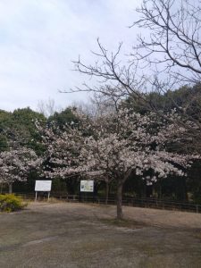 岐阜駅前 公園の桜 4