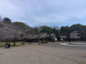 岐阜駅前 公園の桜 6