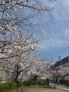 岐阜駅近く 神社の桜 2