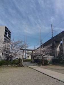岐阜駅近く 神社の桜 3