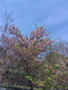 寒桜 2