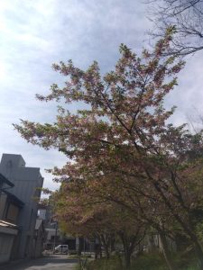 寒桜 逆光