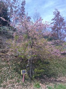 寒桜の名はカワヅザクラ