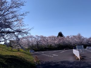 笠松競馬場駐車場 桜 太陽光モード