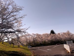 笠松競馬場駐車場 桜 日陰モード