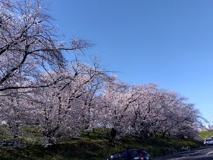 笠松競馬場駐車場 桜1