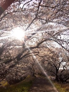 境川堤防 桜 日陰モード1