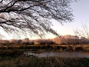 境川堤防の夕日を受けた桜7