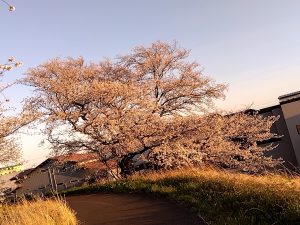 境川堤防の夕日を受けた桜8