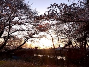 境川堤防の夕日と逆光の桜