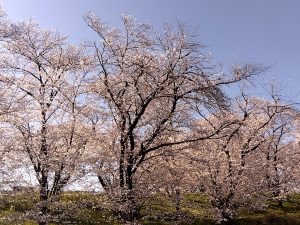 笠松競馬場駐車場 桜 2 日陰モード
