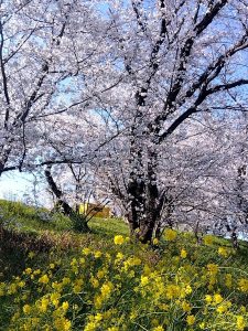 笠松競馬場駐車場 菜の花と桜 2