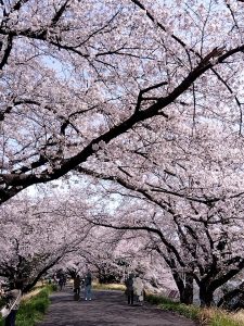 境川堤防 桜 5