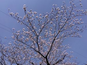境川堤防 桜6