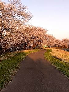 境川堤防 桜 日陰モード4