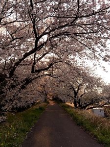 境川堤防 桜 日陰モード1
