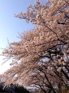 境川堤防 桜2
